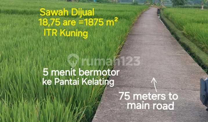 For Sale Productive Rice Field Near Kelating Beach For Sale Productive Rice Field Near Kelating Beach