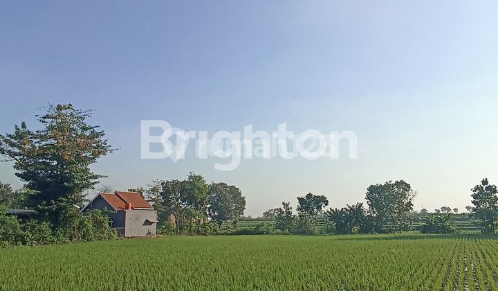 RICE FIELD, IN KEMASAN, POLOKARTO, SUKOHARJO