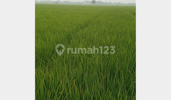 Tanah Sawah Subur Karawang Dekat Bumi Perkemahan Jayakoncara