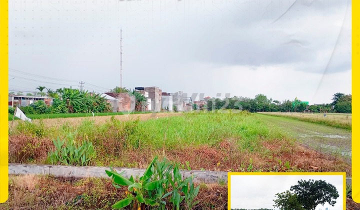 Dijual Tanah Luas Eks Sawah Strategis di Baki Pandeyan Sukoharjo