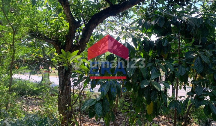 Tanah 276 m2 SHM Tuban, Tuban