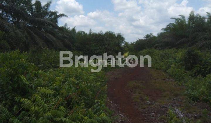 TANAH SAWIT 50 HA DUMAI 2