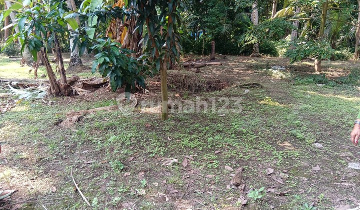 Tanah Luas 877 Meter Persegi Lokasi di Jalan Deandles Glagah Kulon Progo Kulon Progo, Yogyakarta 2