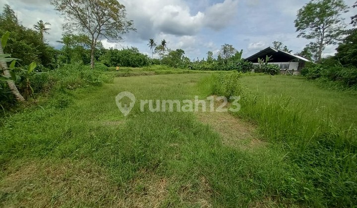 Tanah Sawah Lokasi Dekat Kawasan Wisata Kopi Klothok - Ngemplak Sleman