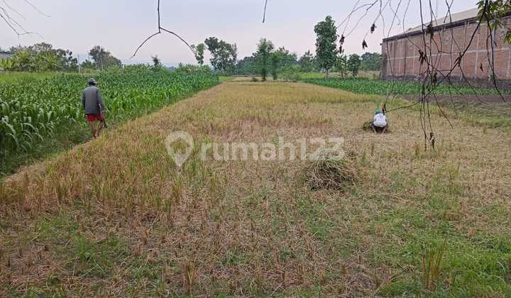 Tanah Sawah Luas 2325 Meter Persegi Lokasi Karanganom Klaten 