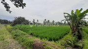For Sale Rice Field Area 2,244 Square Meters - Strategic Location Pandowoharjo Sleman