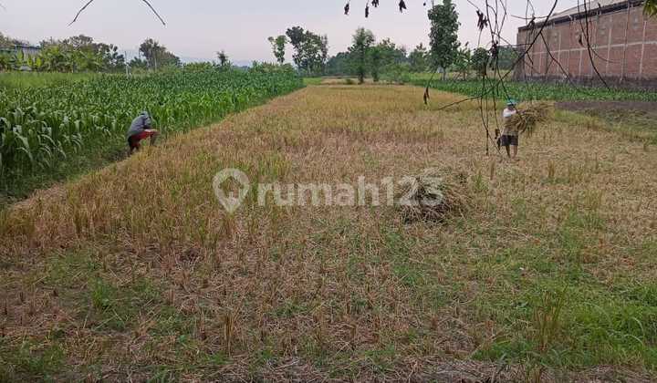 Tanah Sawah Luas 2325 Meter Persegi Lokasi Karanganom Klaten 