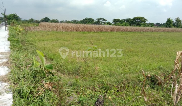 Rice Field Land for Rent Suitable for Business - Strategic Location in Sekarsuli, Klaten