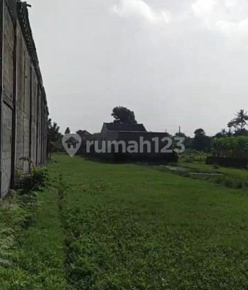 Rice field land for sale on Barongan street, Canden Jetis Bantul area. Rice field land for sale on Barongan street, Canden Jetis Bantul area.