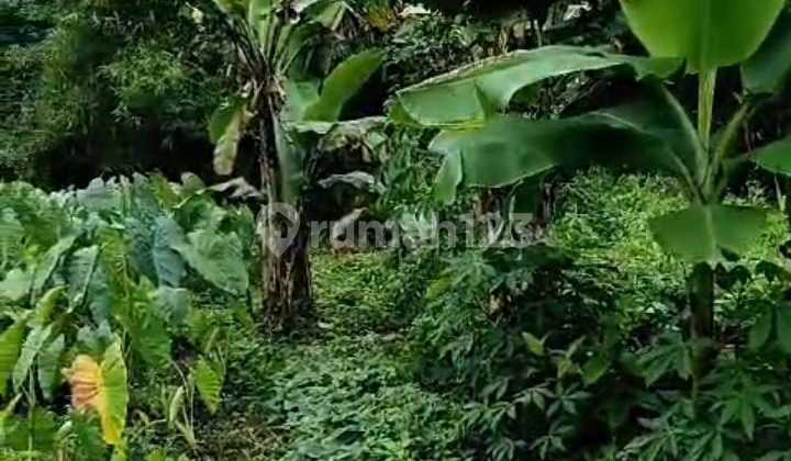 #di Jual Cepat Tanah Sawah Murah Harga Butuh Pemilik Nego Lokas Lokasi I Pinggir Sungai Seplak Bogor Jawa Barat