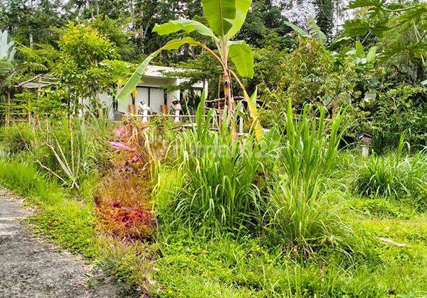 Ams.031.bim Selling 200m2 Plot of Land in the Cool Jatiluwih Area of Tabanan 2