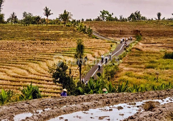 For Sale: 44 Are Rice Field in Tista Village, Kerambitan, Tabanan.