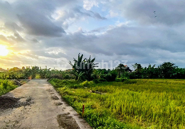 Disewakan 20Th Tanah Kavling View Sawah Lokasi Strategis di Jl Sedap Malam Denpasar Disewakan 20Th Tanah Kavling View Sawah Lokasi Strategis di Jl Sedap Malam Denpasar
