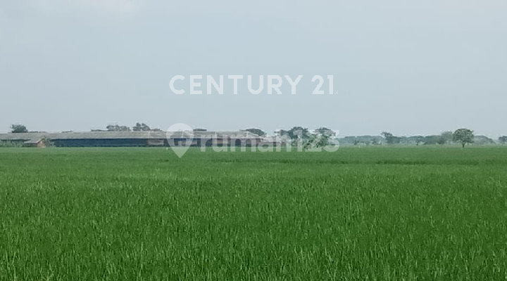 Lahan Strategis Jalur Kuning Di Pebayuran Kabupaten Bekasi Lahan Strategis Jalur Kuning Di Pebayuran Kabupaten Bekasi