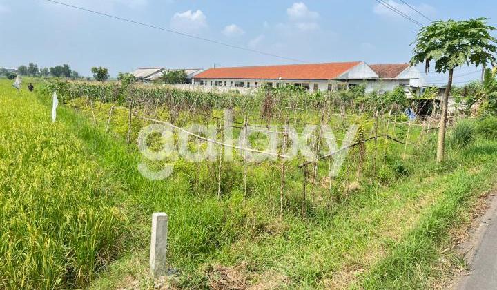 Strategic Location Wringinanom Mojokerto Land 2.5 Million Per Meter