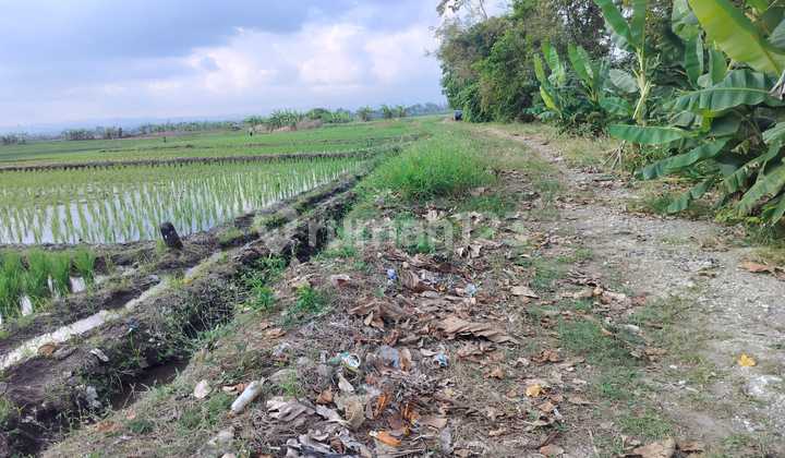 Dijual Tanah 26are. 265/are Lokasi Pasut – Tabanan 