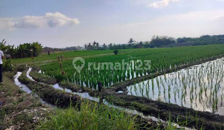 Dijual Tanah 37are Lokasi Pasut – Tabanan 265/are