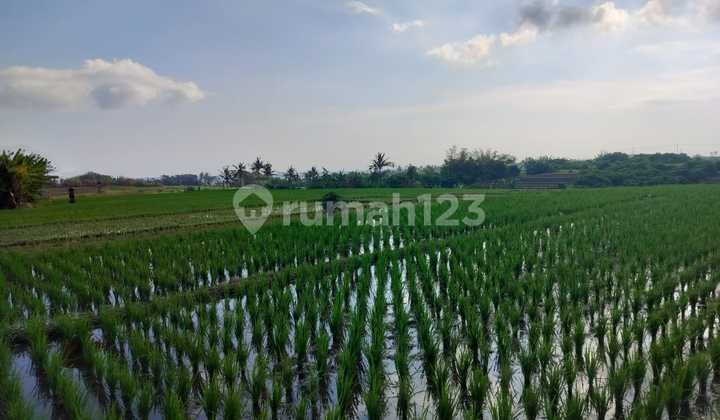 Dijual Tanah 26are. 265/are Lokasi Pasut – Tabanan 