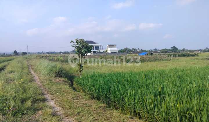 Dijual Tanah 265/are Lokasi Kelating – Tabanan