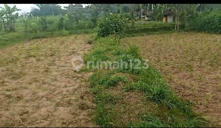 Di Jual Tanah Premium Payangan Ubud Gianyar
