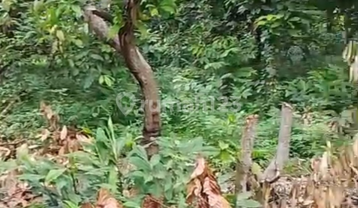 Dijual Tanah Kebun Produktif Mangga Arum Manis Dibuleleng