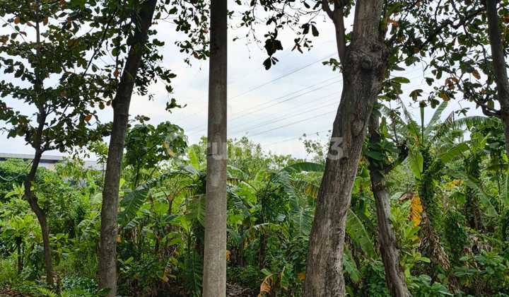 Disewakan Tanah Daerah Semarang Timur - 11219 2