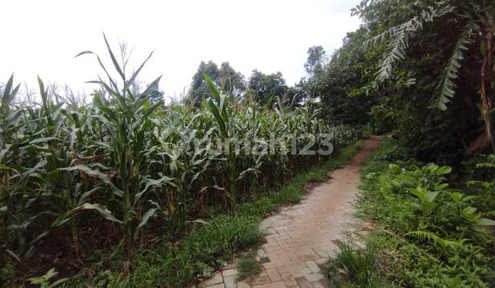 Tanah Murah di Daerah Kejayan, Pasuruan