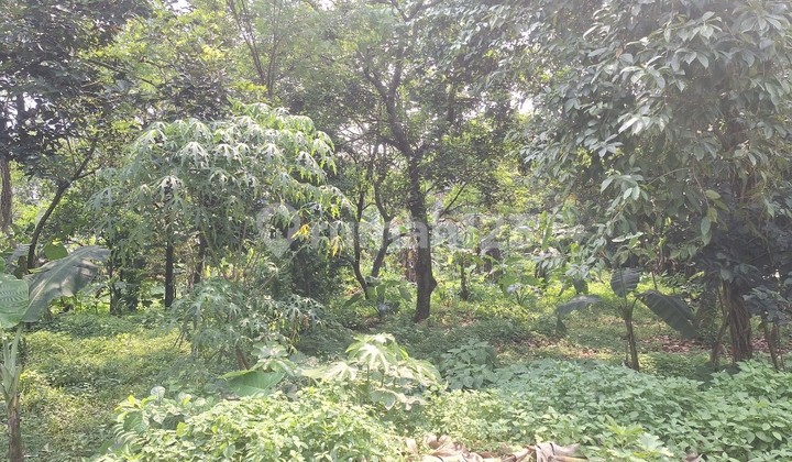 Cheap Land in Sawangan Area, Depok