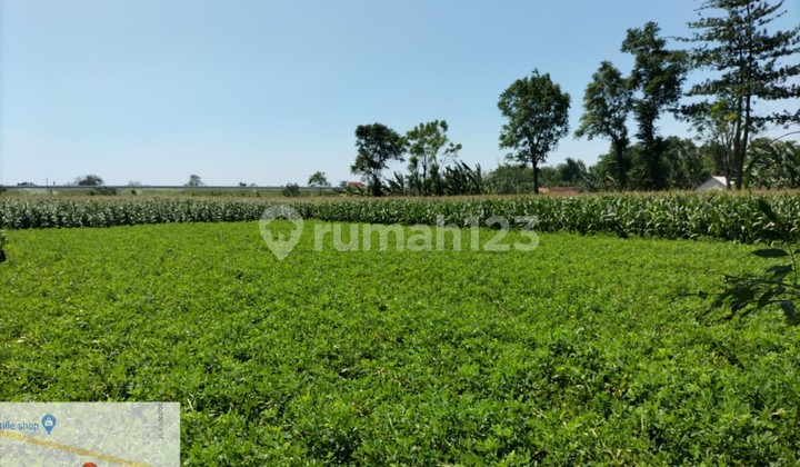 Tanah Murah di Daerah Wonomerto, Probolinggo