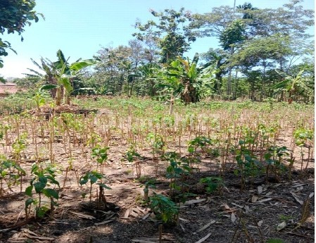 Tanah Murah di Daerah Kunir, Lumajang