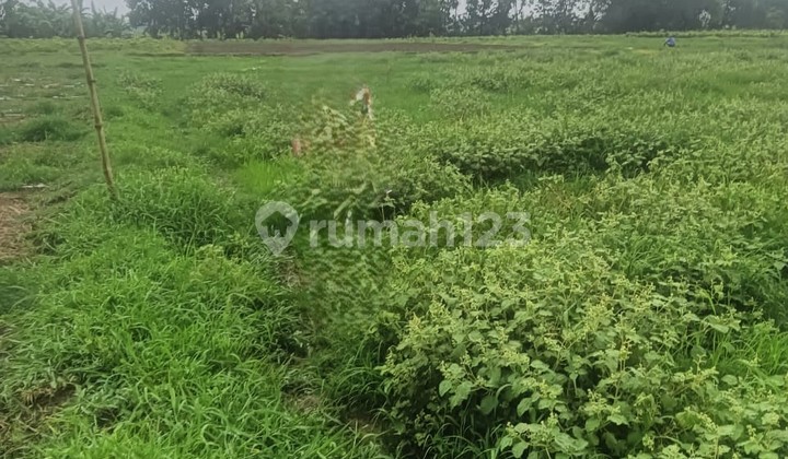 Tanah Murah di Daerah Gondang, Nganjuk