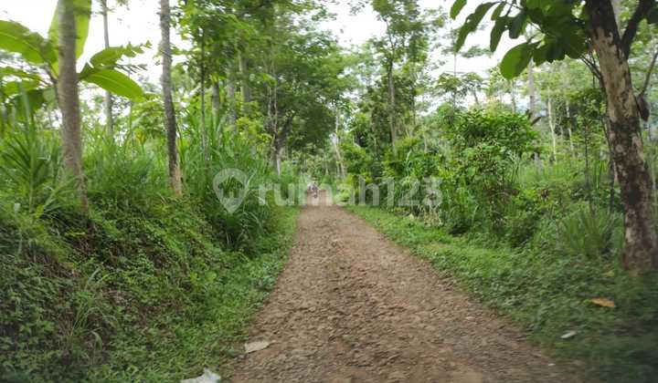 Tanah Murah di Daerah Lumbang, Probolinggo