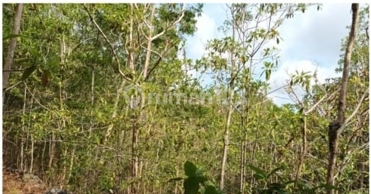 Tanah Murah di Daerah Purwosari, Gunung Kidul Tanah Murah di Daerah Purwosari, Gunung Kidul