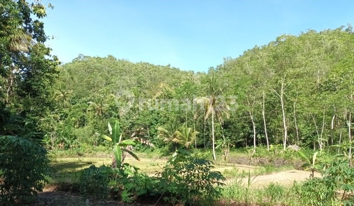 Tanah Murah di Daerah Purwosari, Gunung Kidul