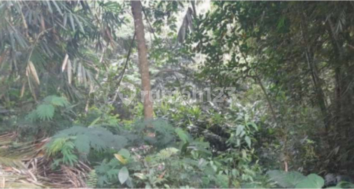 Cheap Land in Pakis Area, Magelang Cheap Land in Pakis Area, Magelang