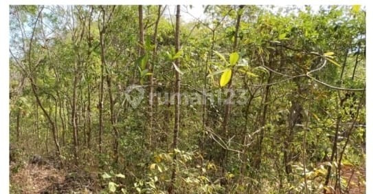 Tanah Murah di Daerah Purwosari, Gunung Kidul Tanah Murah di Daerah Purwosari, Gunung Kidul