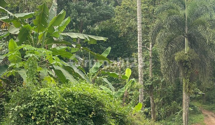 Tanah Murah di Daerah Karangrayung, Grobogan