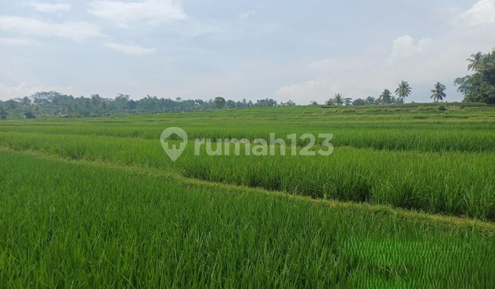 Cheap Land in the Secang Area, Magelang Cheap Land in the Secang Area, Magelang