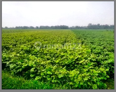 Cheap Land in Tarik Area, Sidoarjo Cheap Land in Tarik Area, Sidoarjo