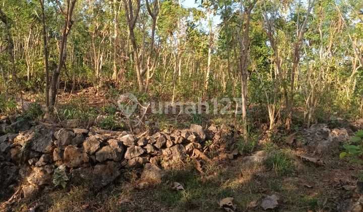 Tanah Murah di Daerah Purwosari, Gunung Kidul