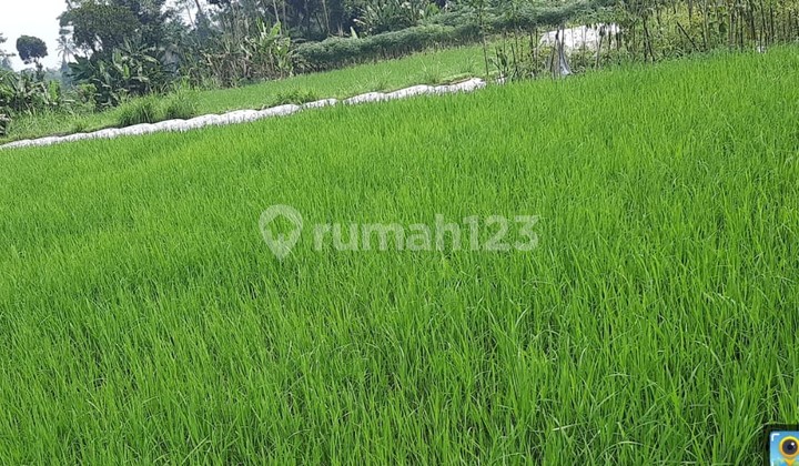 Tanah Murah di Daerah Srumbung, Magelang