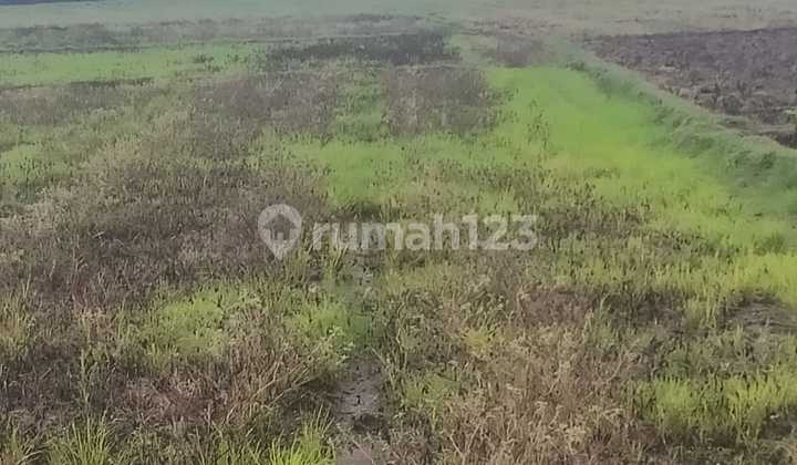 Tanah Murah di Daerah Gondang, Nganjuk