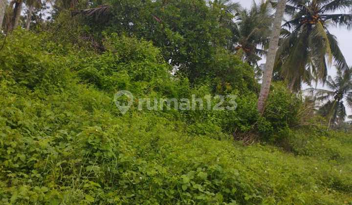 Tanah Murah di Daerah Panjatan, Kulon Progo