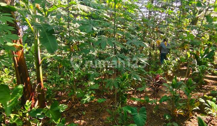 Tanah Murah di Daerah Cicurug, Sukabumi