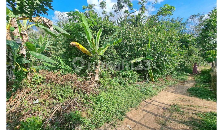 Tanah Murah di Daerah Sembawa, Banyuasin