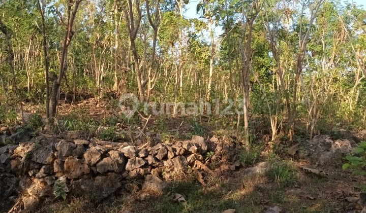 Tanah Murah di Daerah Purwosari, Gunung Kidul Tanah Murah di Daerah Purwosari, Gunung Kidul