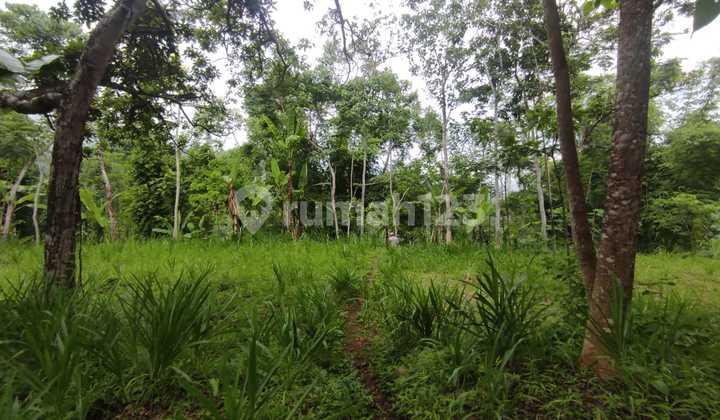 Tanah Murah di Daerah Lumbang, Probolinggo