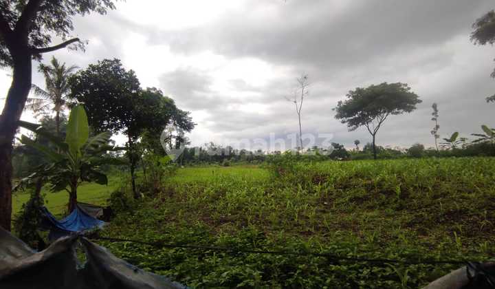 Tanah Murah di Daerah Maron, Probolinggo