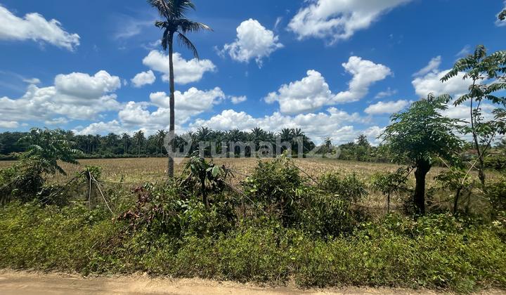 Tanah Murah di Daerah Seputih Mataram, Lampung Tengah