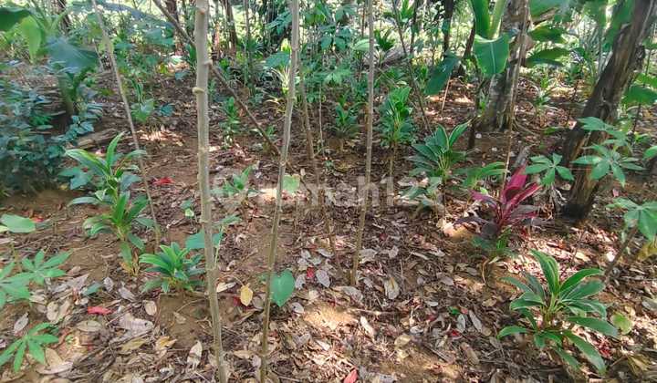 Tanah Murah di Daerah Cicurug, Sukabumi
